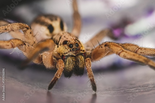 Closeup of a scary Hogna radiata wolf spider with many legs