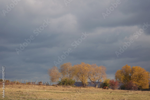 Caw feeding on green meadow. Autumnal landscape with caw on pasture. A rural landscape with caw eating grass.