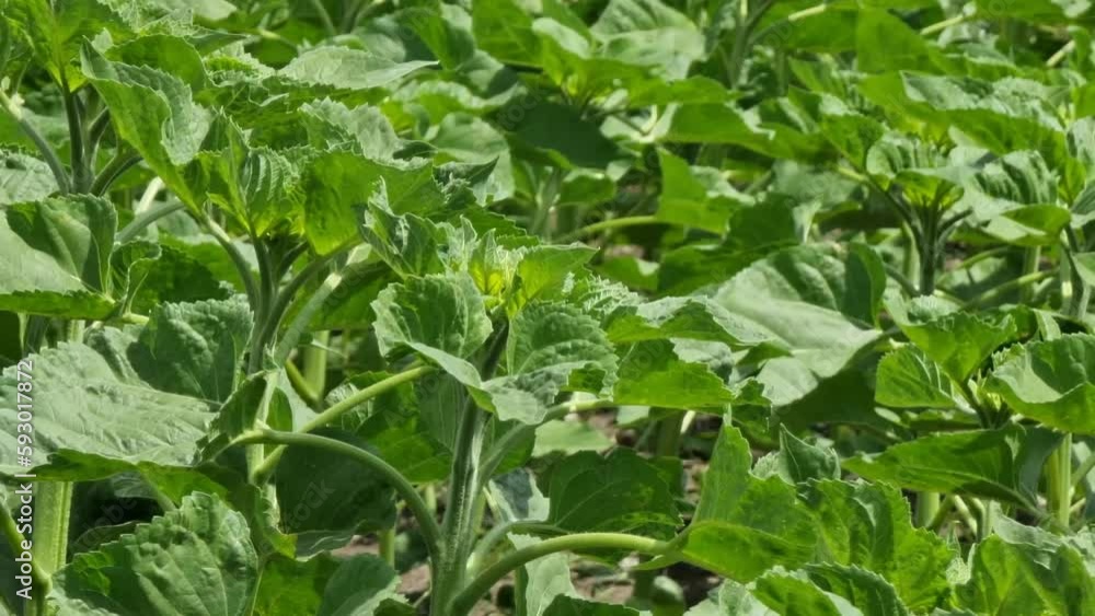 Close-up of young sunflower plants growing in a field. Close-up of young sunflower plants growing in a field.