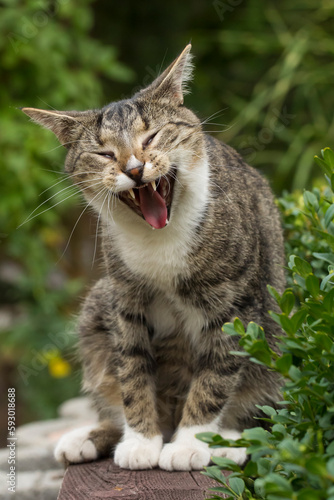 ziewający kot © Jacek