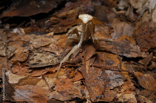 Leaf Mantis ( Deroplatys desiccate ) closeup camouflaged with leaves photo