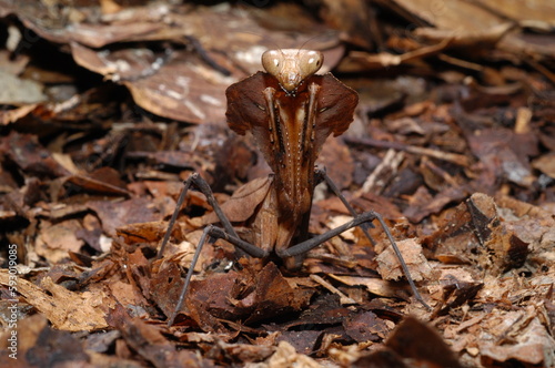 Leaf Mantis ( Deroplatys desiccate ) closeup camouflaged with leaves