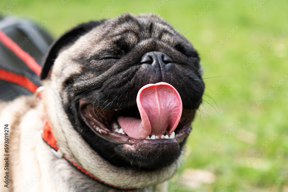A portrait of a one-year-old pug with a collar in a park on the grass stuck out his tongue. Dog walking, behavior and features of the breed.