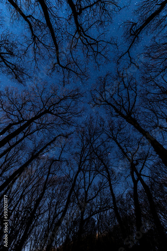 真夜中の森