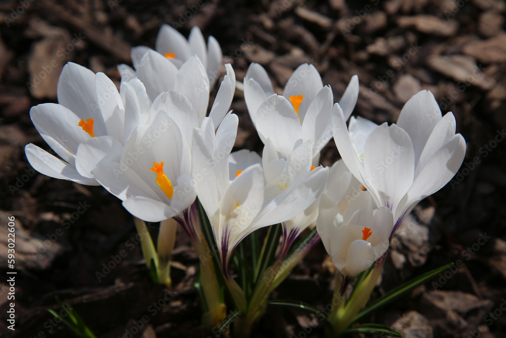 Blurred floral background, crocus flowers on a sunny day Blurred floral background, crocus flowers on a sunny day