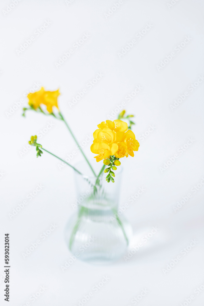 Yellow freesia flowers in a glass vase on the white background. Selective focus. Close up