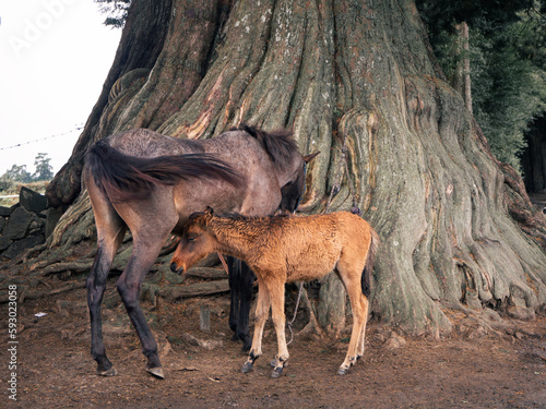 tow horses, mother, and child
