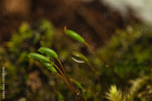 Kalyptra einer Moos Pflanze nach einem Frühlingsschauer