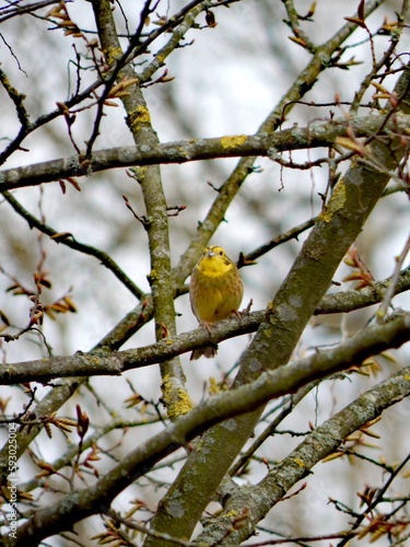 bird on a branch