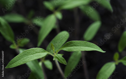 The tomato seedlings against the background of the soil. Selective focus.