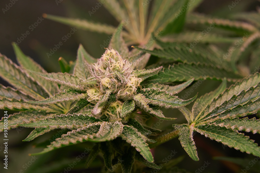 Photograph of Hemp flower, an annual plant from the Cannabaceae family with beneficial health properties due to the presence of cannabidiol and cannabigerol. Photograph of Hemp flower, an annual plant from the Cannabaceae family with beneficial health properties due to the presence of cannabidiol and cannabigerol.