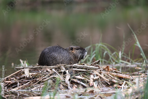nutria in its natural habitat in a marshland