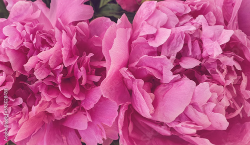 close up of pink peony