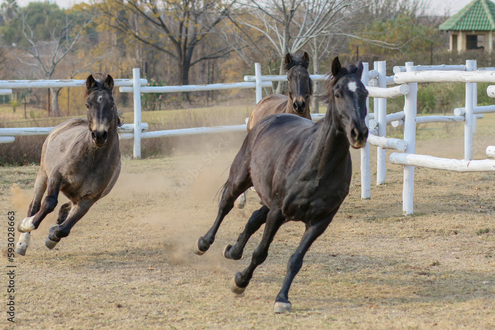 Horses around the paddock 4