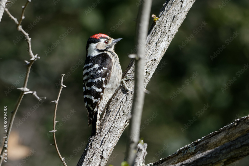 Male Lesser spotted woodpecker (Dryobates minor) Male Lesser spotted woodpecker (Dryobates minor)