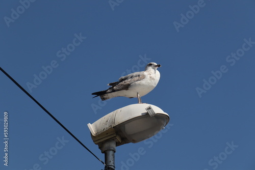 seagull on a post