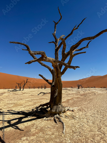 Deadvlei valley  dried lake in desert of Namibia. Sossusvlei dead vlei.