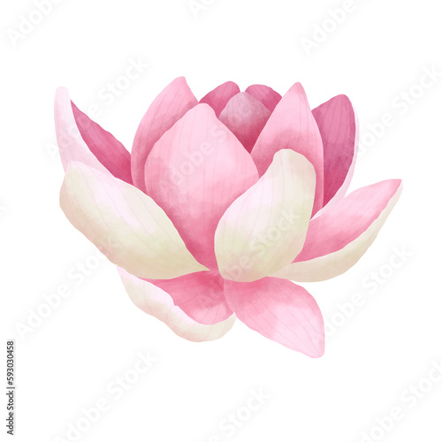 Watercolor lotus flower.