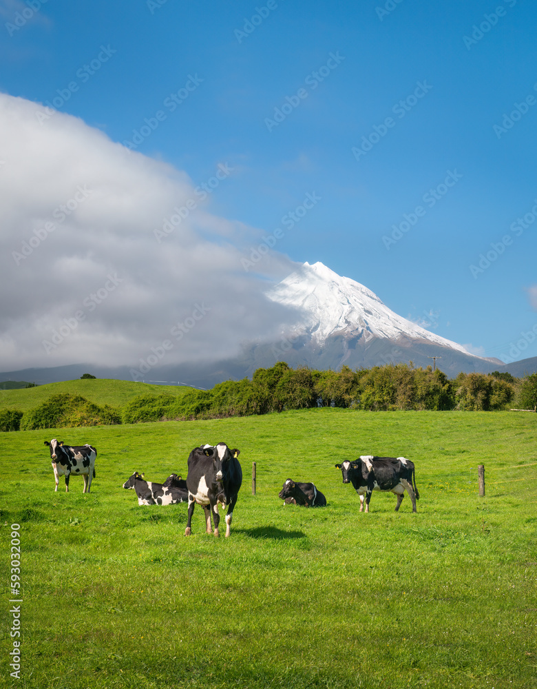 Cows grazing on the green meadow with Mt Taranaki in the background, New Plymouth. Vertical format. Cows grazing on the green meadow with Mt Taranaki in the background, New Plymouth. Vertical format.