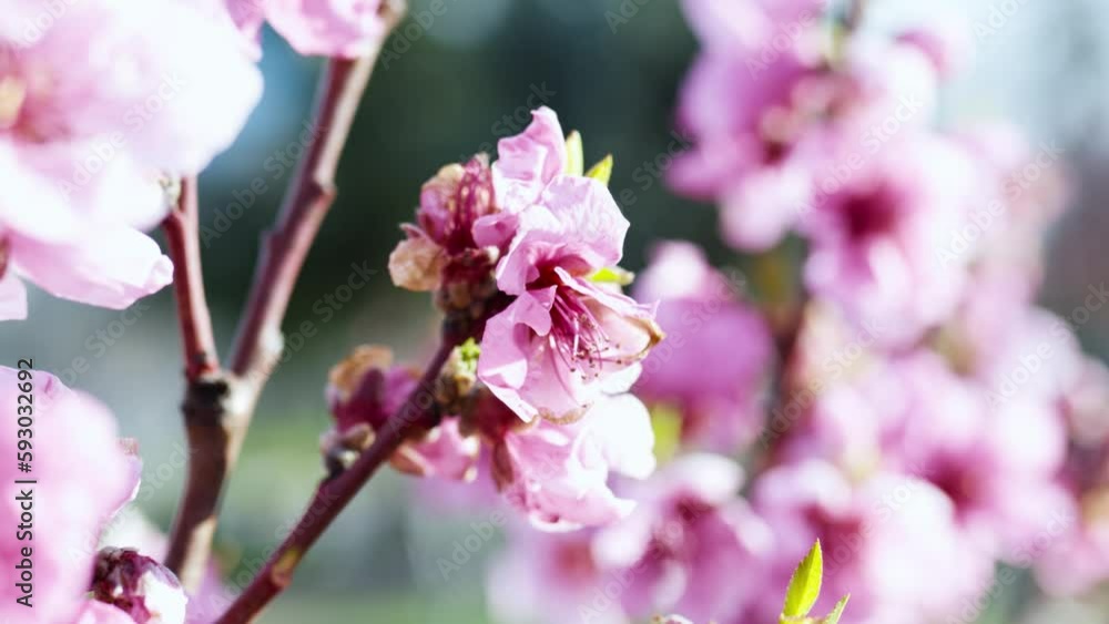Pink flowers on the blue sky background Pink flowers on the blue sky background