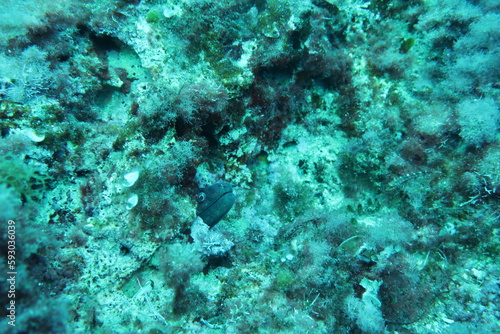 Moray eel in the mediterranean sea