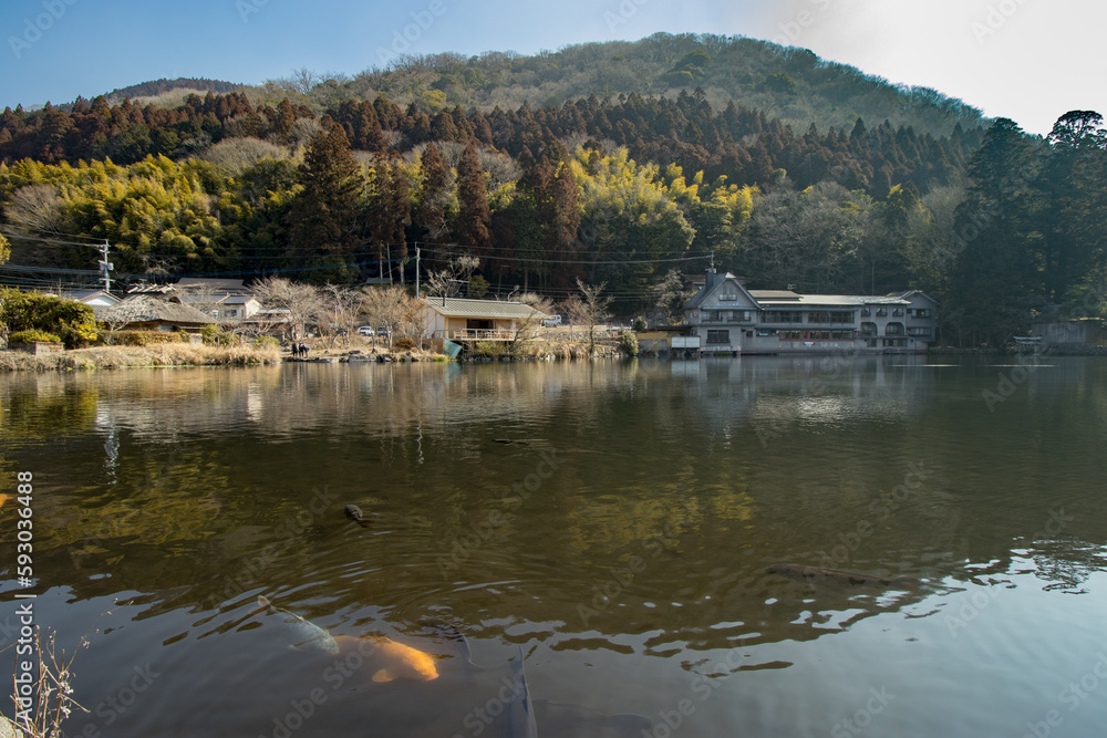 Fototapeta premium 金鱗池
