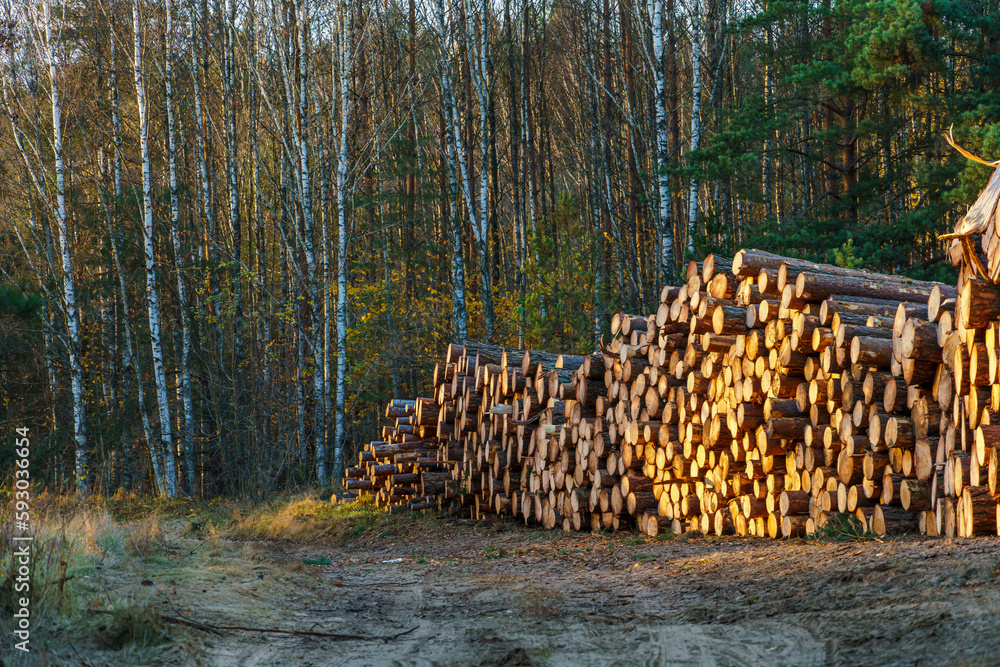 Freshly cut tree logs are stacked in the forest during sunset. Pine logs before loading and transportation. Illegal logging damages the environment. Wood harvesting woodworking industry. Felled trees