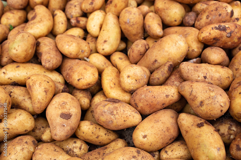 Freshly harvested potatoes on weekly market. Gastronomy background with short depth of field. Freshly harvested potatoes on weekly market. Gastronomy background with short depth of field.