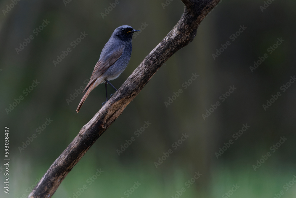 Black Redstart bird (Phoenicurus ochruros)