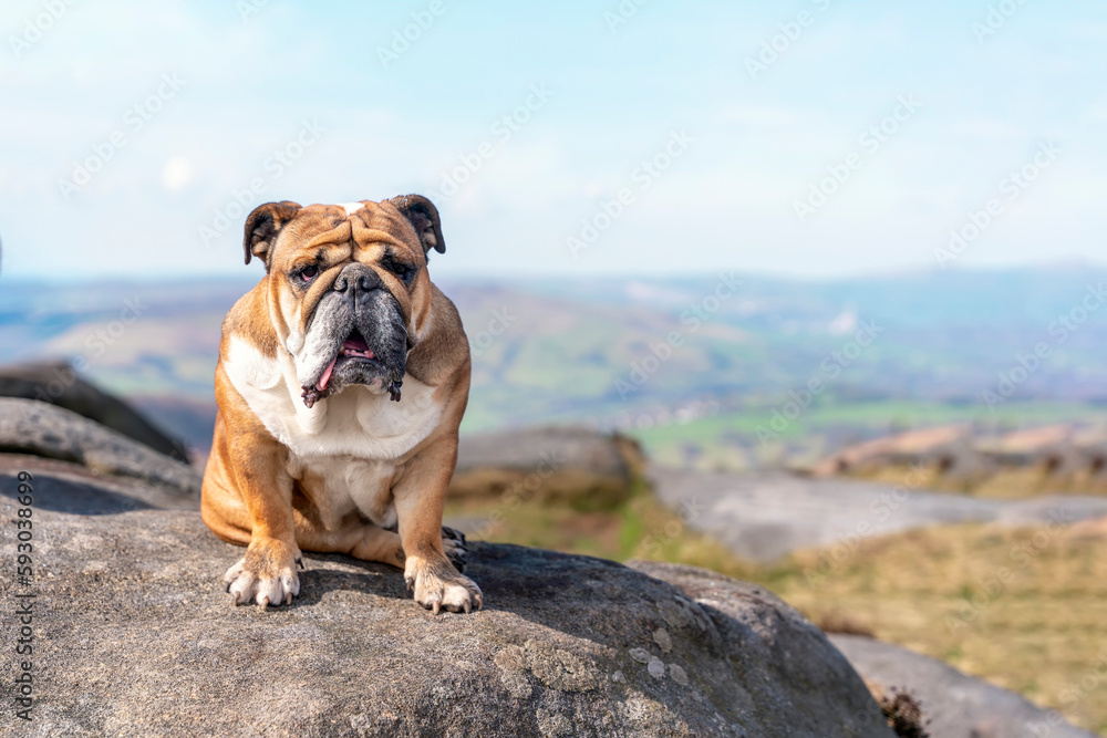 English bulldog on top of mountain sitting on top of mountain at Peak District on a sunny warm day.