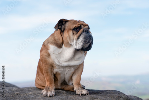 Fototapeta Naklejka Na Ścianę i Meble -  English bulldog on top of mountain sitting on top of mountain at Peak District on a sunny warm day.