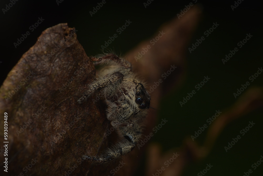 jumping spiders (Salticidae) crawling on dry leaves with fine hairs all over their bodies jumping spiders (Salticidae) crawling on dry leaves with fine hairs all over their bodies
