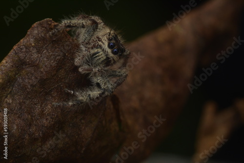 jumping spiders  Salticidae  crawling on dry leaves with fine hairs all over their bodies