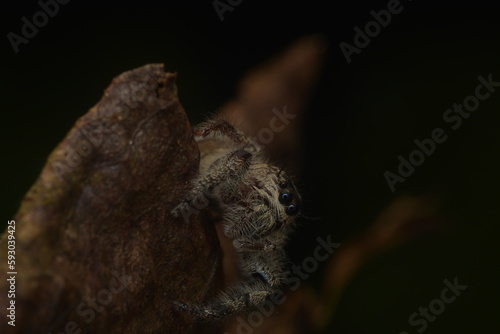 jumping spiders (Salticidae) crawling on dry leaves with fine hairs all over their bodies