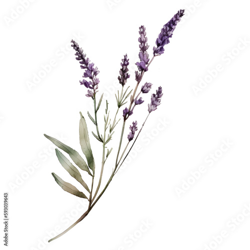 illustration of a lavender