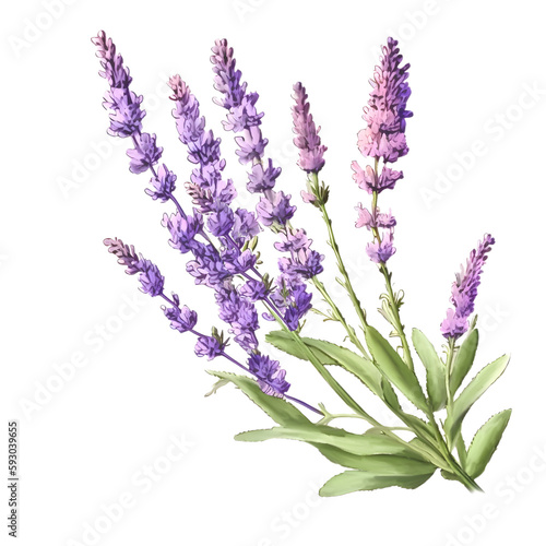 illustration of a lavender