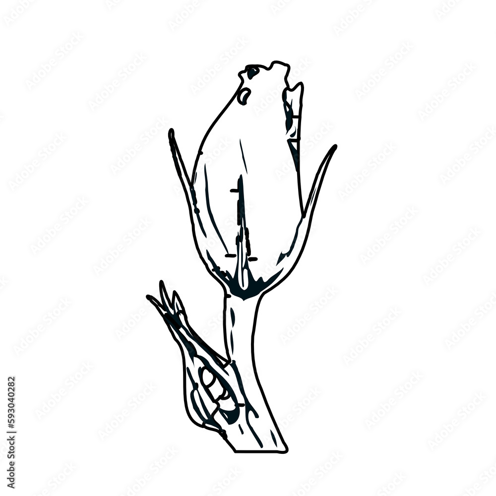 Black and white sketch of a rose bud with transparent background Black and white sketch of a rose bud with transparent background