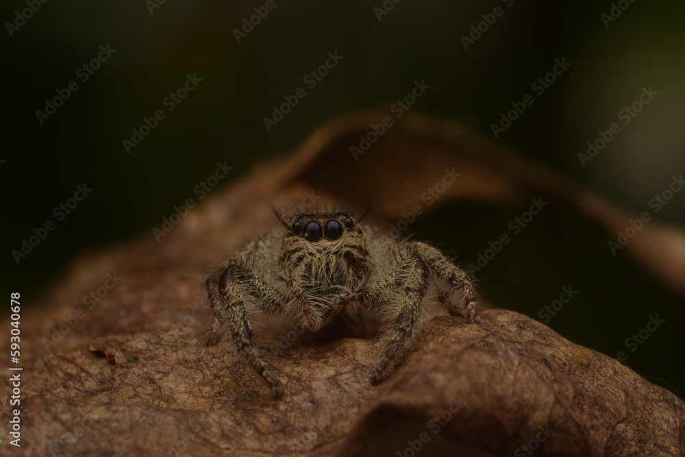 moment of jumping spiders ( Salticidae ) closing their eyes with their front legs moment of jumping spiders ( Salticidae ) closing their eyes with their front legs