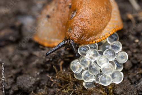 the invasive destructive snail lays eggs, Slug A parasite that destroys crops photo