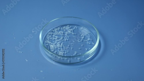 Oblong white crystalline granules fall in Petri dish. Ribotide, mix E627 and E631. Flavor enhancer. Laboratory study of food additives. Chemical substance white color. photo