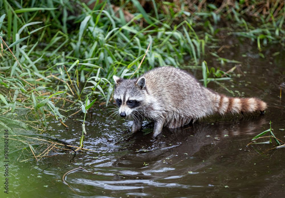 raccoon on the water raccoon on the water