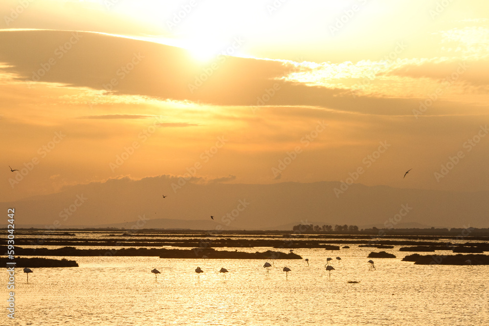 pink flamingos and sunset on the beach pink flamingos and sunset on the beach