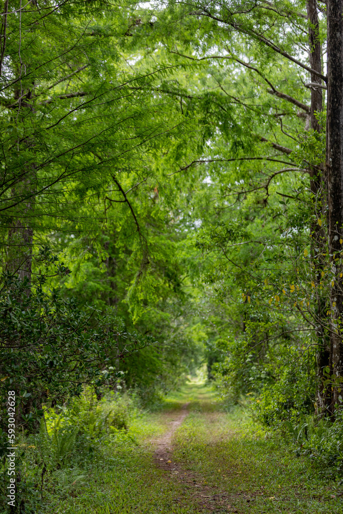 Obraz premium path in the forest