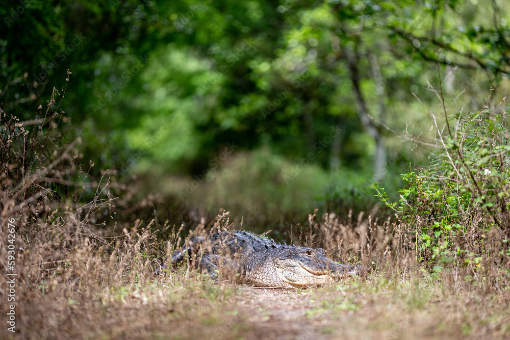 alligator in the grass alligator in the grass