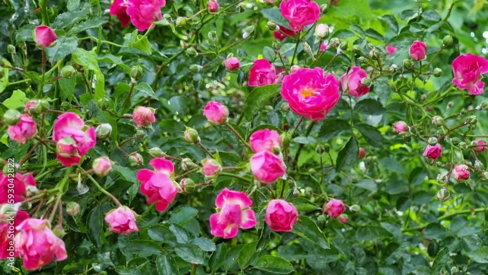 Bush roses of pink color are covered with powdery mildew, white coating on the flowers. Green leaves. Bush roses of pink color are covered with powdery mildew, white coating on the flowers. Green leaves.