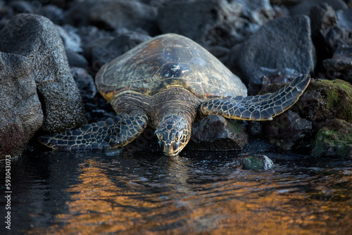 Sea Turtle returning to ocean in Hawaii