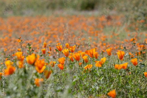 California poppies, Eschscholzia californica ssp mexicana, also known as Mexican gold poppies. A wildflower super bloom in the Sonoran Desert, March of 2023. Flowers in the Arizona desert by Tucson.  photo