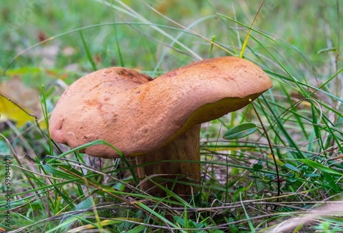 Closeup shot of the suillellus luridus edible wild mushroom photo