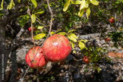 The pomegranate (Punica granatum) fruits growing on the tree in the summer.