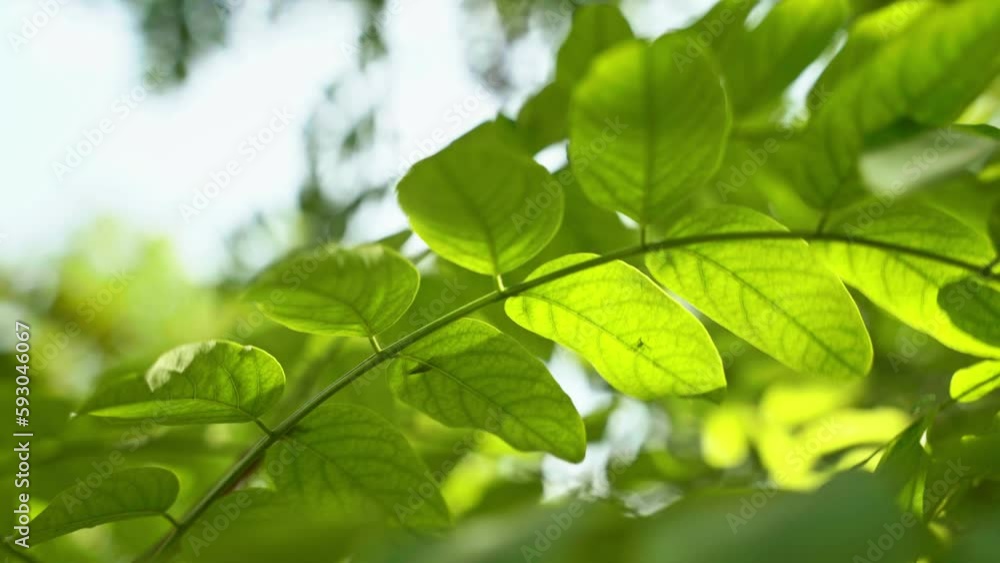 Closeup of green leaves fluttering in the wind on a sunny day Closeup of green leaves fluttering in the wind on a sunny day